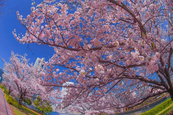 Sakura Yokohama Minato Mirai Dachy Pełnym Rozkwitem — Zdjęcie stockowe