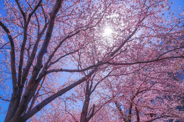 Сакура Иокогама Минато Мирай Крыши Полного Цветения — стоковое фото