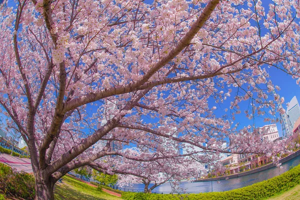Sakura Yokohama Minato Mirai Tejados Plena Floración —  Fotos de Stock