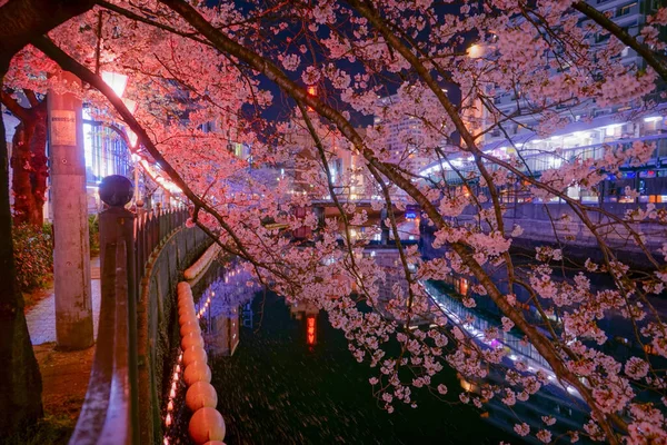 Που Πήγα Άνθη Κερασιάς Νύχτα Στον Ποταμό Οόκα Πουρομπούντο — Φωτογραφία Αρχείου