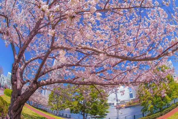 Sakura Und Yokohama Minato Mirai Dächer Voller Blüte — Stockfoto