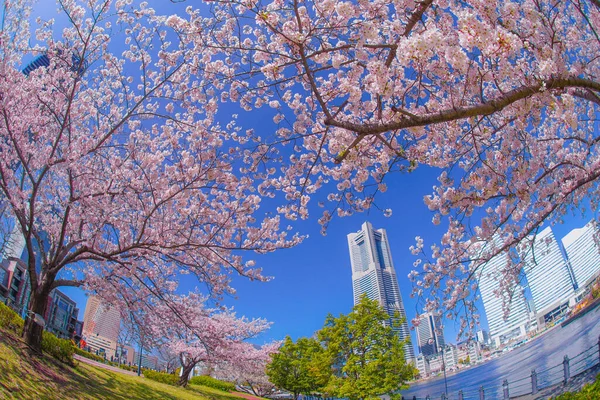 Sakura Yokohama Minato Mirai Tetti Piena Fioritura — Foto Stock