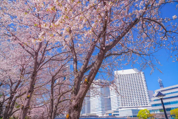 Сакура Иокогама Минато Мирай Крыши Полного Цветения — стоковое фото