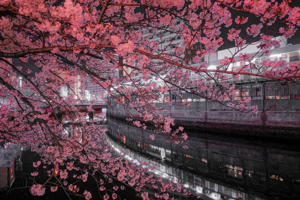 Aller Voir Des Fleurs Cerisier Nuit Rivière Ooka Purobunado — Photo