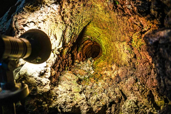 Hledání Jeskynního Typu Lava Tree — Stock fotografie