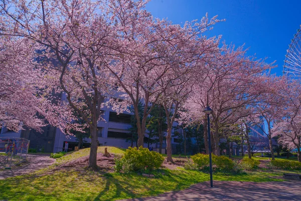 Sakura Yokohama Minato Mirai Telhados Flor Cheia — Fotografia de Stock