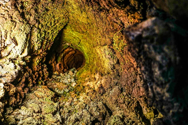 Tipo Árvore Lava Pesquisa Caverna — Fotografia de Stock