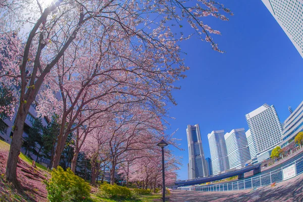 Sakura Και Yokohama Minato Mirai Στέγες Πλήρη Άνθιση — Φωτογραφία Αρχείου