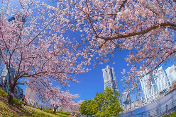 Sakura Yokohama Minato Mirai Daken Van Volle Bloei — Stockfoto