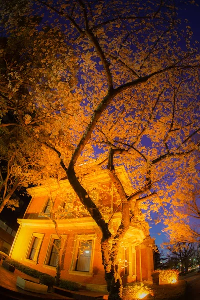 Kirschblüten Und Gebäude Westlichen Stil Yokohama Minato Mirai — Stockfoto