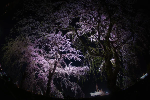 Parque Cereja Yamashita Hikawamaru — Fotografia de Stock