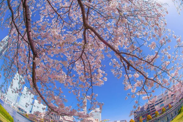 Sakura Und Yokohama Minato Mirai Dächer Voller Blüte — Stockfoto