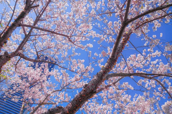 樱花和横滨市三井天井天台盛开 — 图库照片