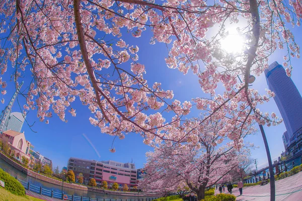 Sakura Yokohama Minato Mirai Daken Van Volle Bloei — Stockfoto