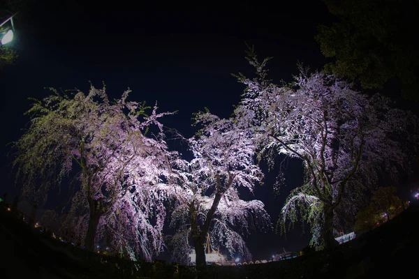 Yamashita Kirschpark Und Hikawamaru — Stockfoto