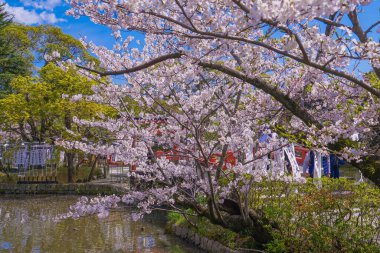 Kamakuralı Sakura, Tsuruoka Hachiman