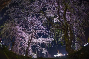 Yamashita kiraz parkı ve Hikawamaru