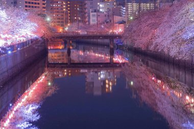 Geceleri Ooka Nehri Purobunado 'nun kiraz çiçeklerini görmeye gidiyorum.