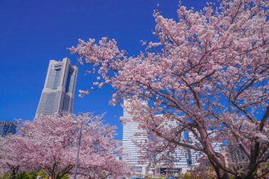Sakura ve Yokohama Minato Mirai 'nin çiçeklenmiş çatıları.