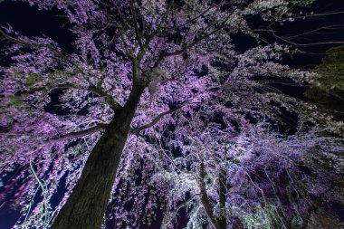 Yamashita Park 'ında kiraz çiçekleri parlıyor.