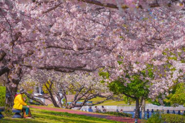 Sakura ve Yokohama Minato Mirai 'nin çiçeklenmiş çatıları.
