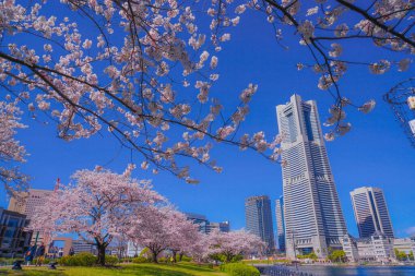 Sakura ve Yokohama Minato Mirai 'nin çiçeklenmiş çatıları.
