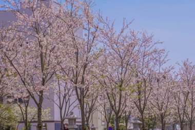 Wakamiya kiraz ağacı Oji (Kamakura, Kanagawa ili)