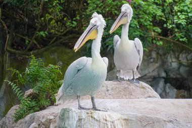 Ormanda gizlenen timsah (sahte Ganj timsahı))