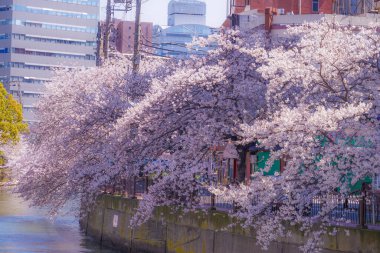 Ooka Nehri Purobunado çiçeğinde kiraz ağacı