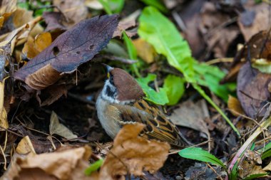 Sonbahar yaprakları ve serçe resmi