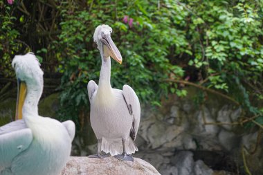 Hoshi Bashi pelikanları kayalıklarda duruyor.
