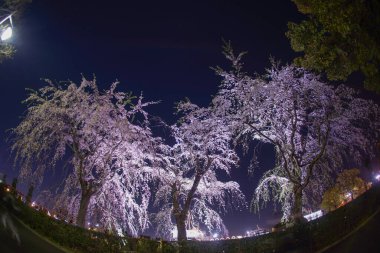 Yamashita kiraz parkı ve Hikawamaru