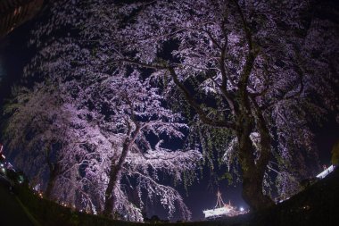 Yamashita kiraz parkı ve Hikawamaru