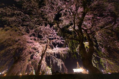 Yamashita kiraz parkı ve Hikawamaru