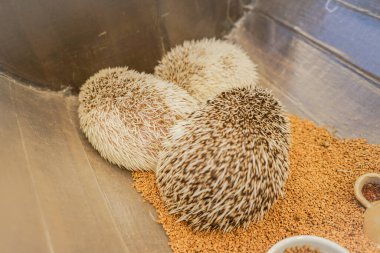 Kirpinin şirin görüntüsü (Dört parmaklı kirpi)