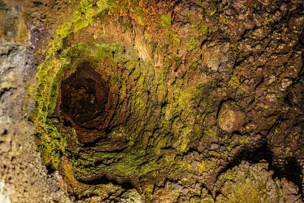 Tipo Árvore Lava Pesquisa Caverna — Fotografia de Stock