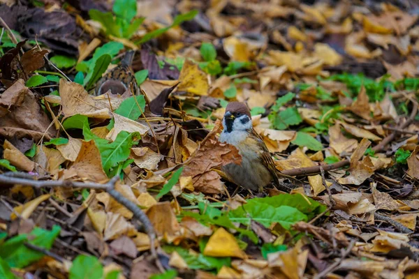 Autumn Leaves Sparrow Image — Stock Photo, Image