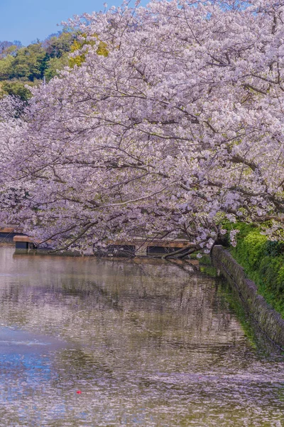 Sakura Kamakura Tsuruoka Hachiman — Zdjęcie stockowe