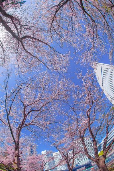 Sakura Yokohama Minato Mirai Tetti Piena Fioritura — Foto Stock