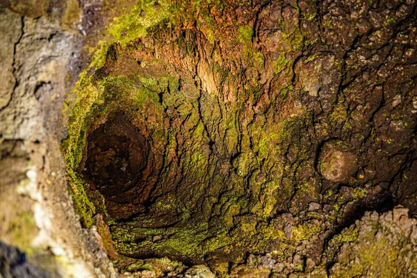 Búsqueda Cuevas Tipo Árbol Lava — Foto de Stock