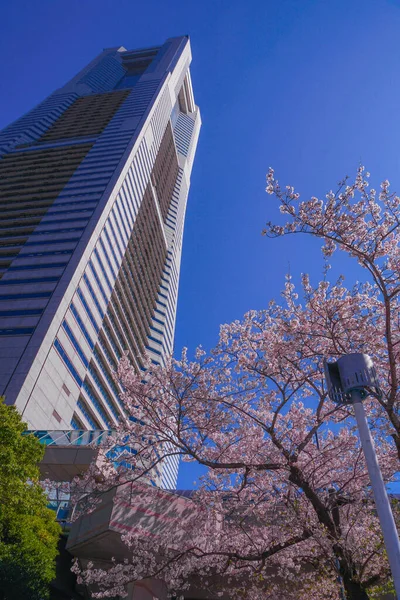 Sakura Yokohama Minato Mirai Telhados Flor Cheia — Fotografia de Stock