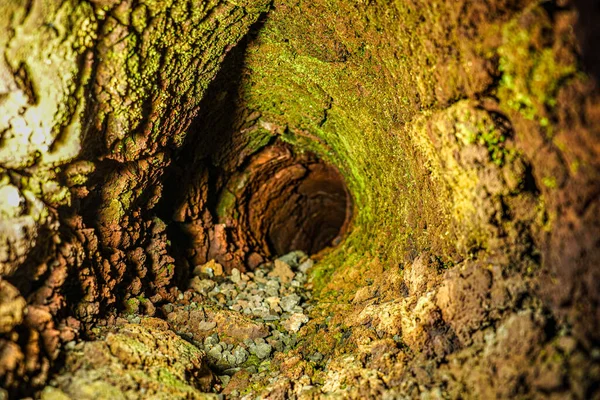Tipo Árvore Lava Pesquisa Caverna — Fotografia de Stock