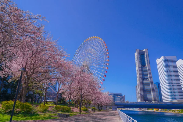 Sakura Και Yokohama Minato Mirai Στέγες Πλήρη Άνθιση — Φωτογραφία Αρχείου