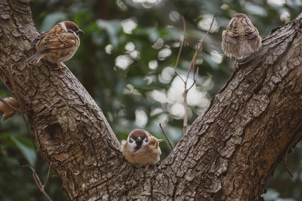 Afbeelding Van Mus Die Stopt Boom — Stockfoto