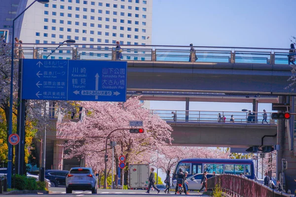 満開の桜と横浜みなとみらいの屋根 — ストック写真