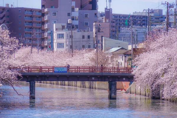 大岡川の満開の桜 Purobunado — ストック写真