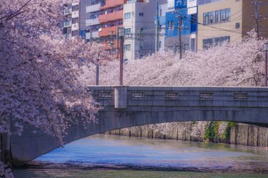 Ooka Nehri Purobunado çiçeğinde kiraz ağacı