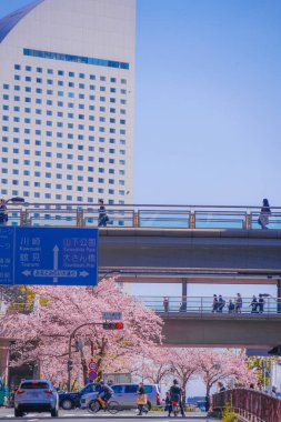 Sakura ve Yokohama Minato Mirai 'nin çiçeklenmiş çatıları.
