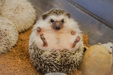 Cute image of hedgehog (Four-toed hedgehog) clipart
