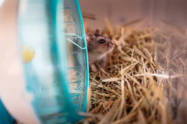 Şirin Djungarian hamster görüntüsü (safiri ladin))